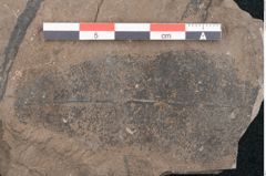 Foto (Detailansicht) von Ficus sagoriana Ettingshausen (NHMW-GEO-2024-0188-8063b)
